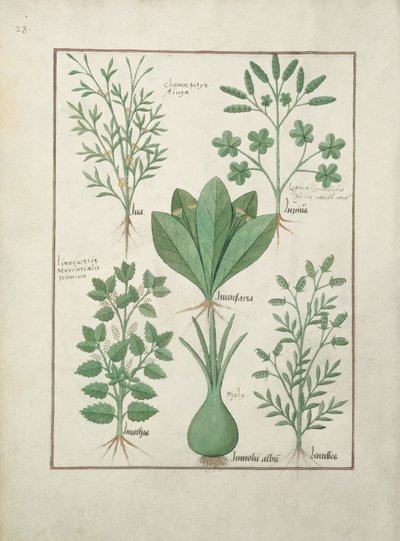 Gele Bugle, Incensaria en Lupius, Hondsmercurius, Lelieprei en Linzen, illustratie uit Het Boek der Eenvoudige Geneesmiddelen, door Matteaus Platearius door Robinet Testard
